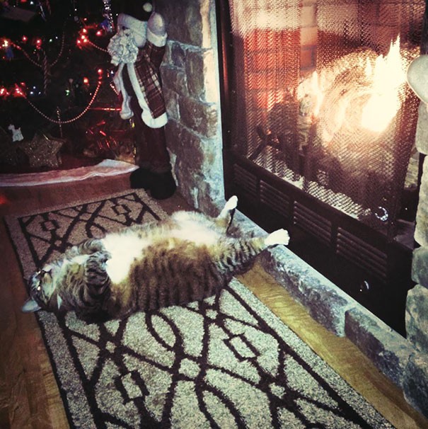 17. De winter is aangebroken en deze kat heeft perfect begrepen hoe ze moet overleven: een dutje voor de open haard!