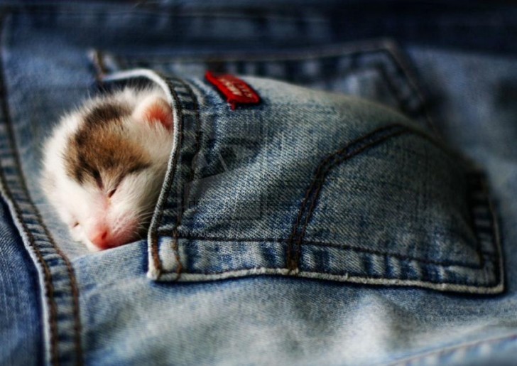 18. Die Tasche einer Jeans kann ein gutes warmes Versteck zum Schlafen sein!