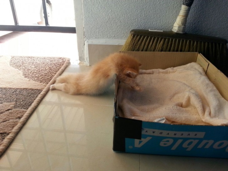 4. "Le chat de mon amie n'a pas pu atteindre sa couchette... il s'est endormi à la moitié du chemin !