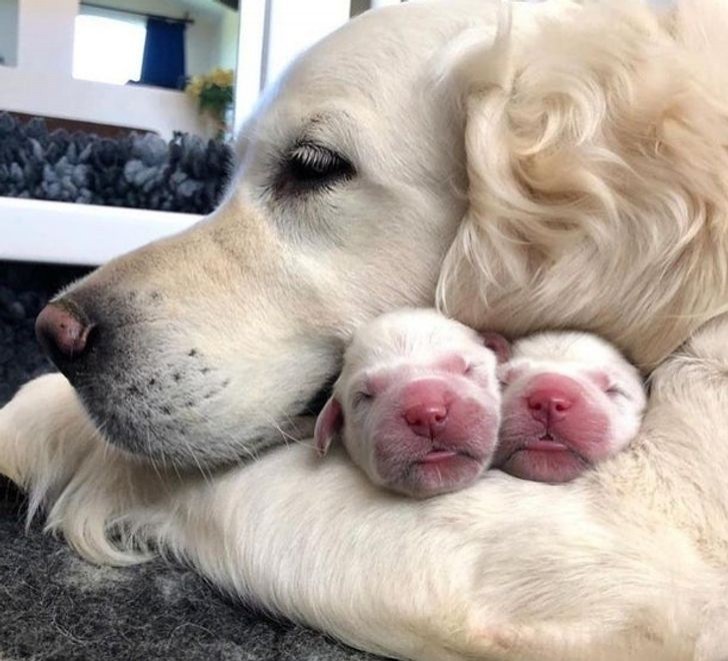 En hundmammas kärlek gentemot sina nyfödda små valpar!