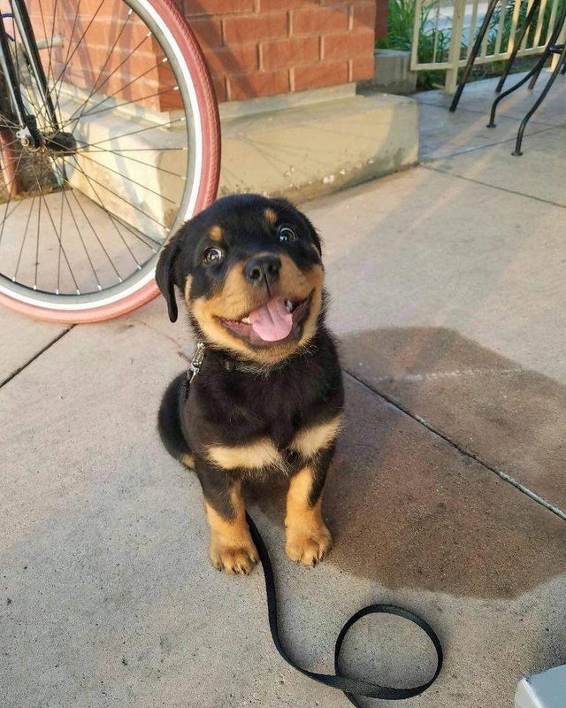 Impossible not to melt faced with this canine smile!