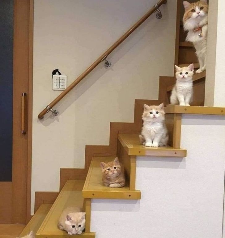 No one is missing from this happy family of cats!
