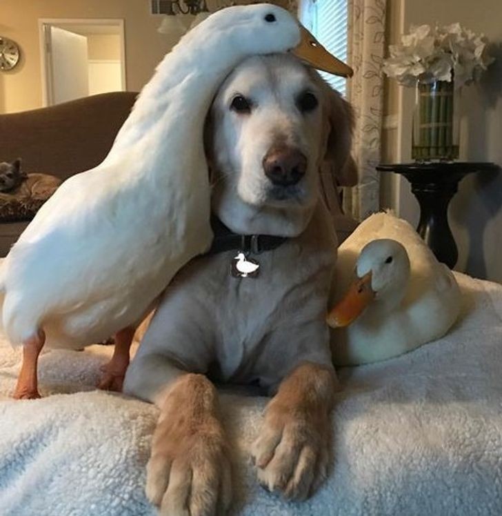 And who said that a friendship cannot be born between a dog and a duck?