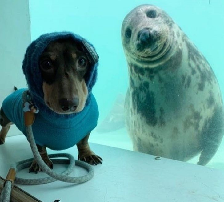 A very cute selfie of my dog and ... a seal!