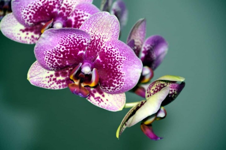 2. Orchidee
