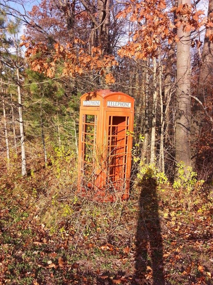 13. Une cabine téléphonique deLondres est certainement la dernière chose que l'on s'attend à trouver au milieu des bois...
