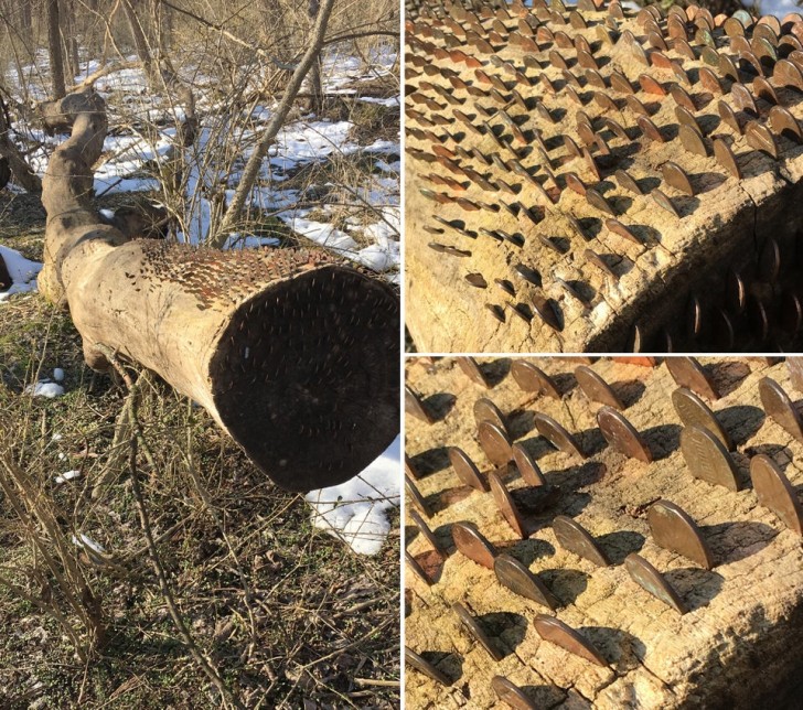 17. Un vieux tronc d'arbre avec beaucoup de pièces "fixés" : fascinant et effrayant à la fois !
