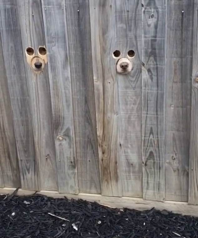La maîtresse fait des trous dans la clôture pour que ses deux chiens puissent surveiller les passants - 2