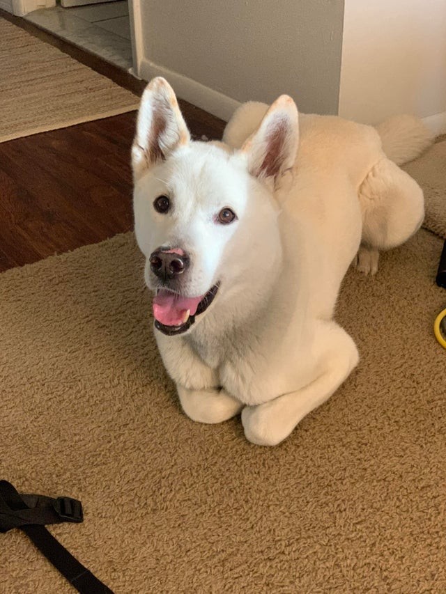 10. When he sits there with his front legs crossed just like a cat: identity crisis?