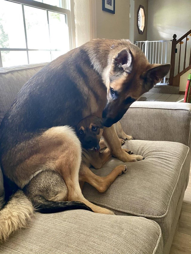 11. Nuestro cachorro ha llegado hace poco pero parece que ya está cansado del comportamiento juguetón de su "hermana"