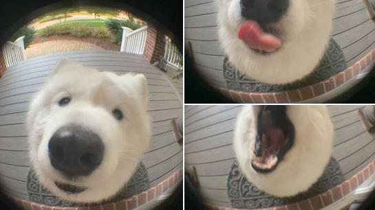 12. Is that a dog or a polar bear knocking on my door?