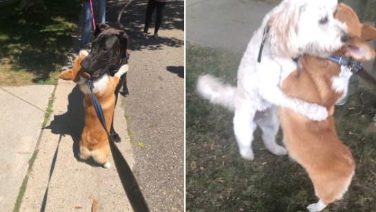 13. Chaque fois qu'il rencontre un autre chien au cours d'une promenade, il se sent obligé de le serrer dans ses pattes comme ceci