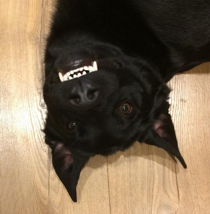2. We are now convinced that he thinks he is a bat rather than a dog ...