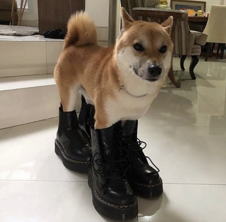4. Have you ever seen a ... dog in boots?