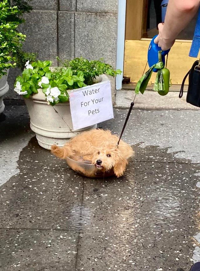 7. "Water for your pets": he gets the idea!