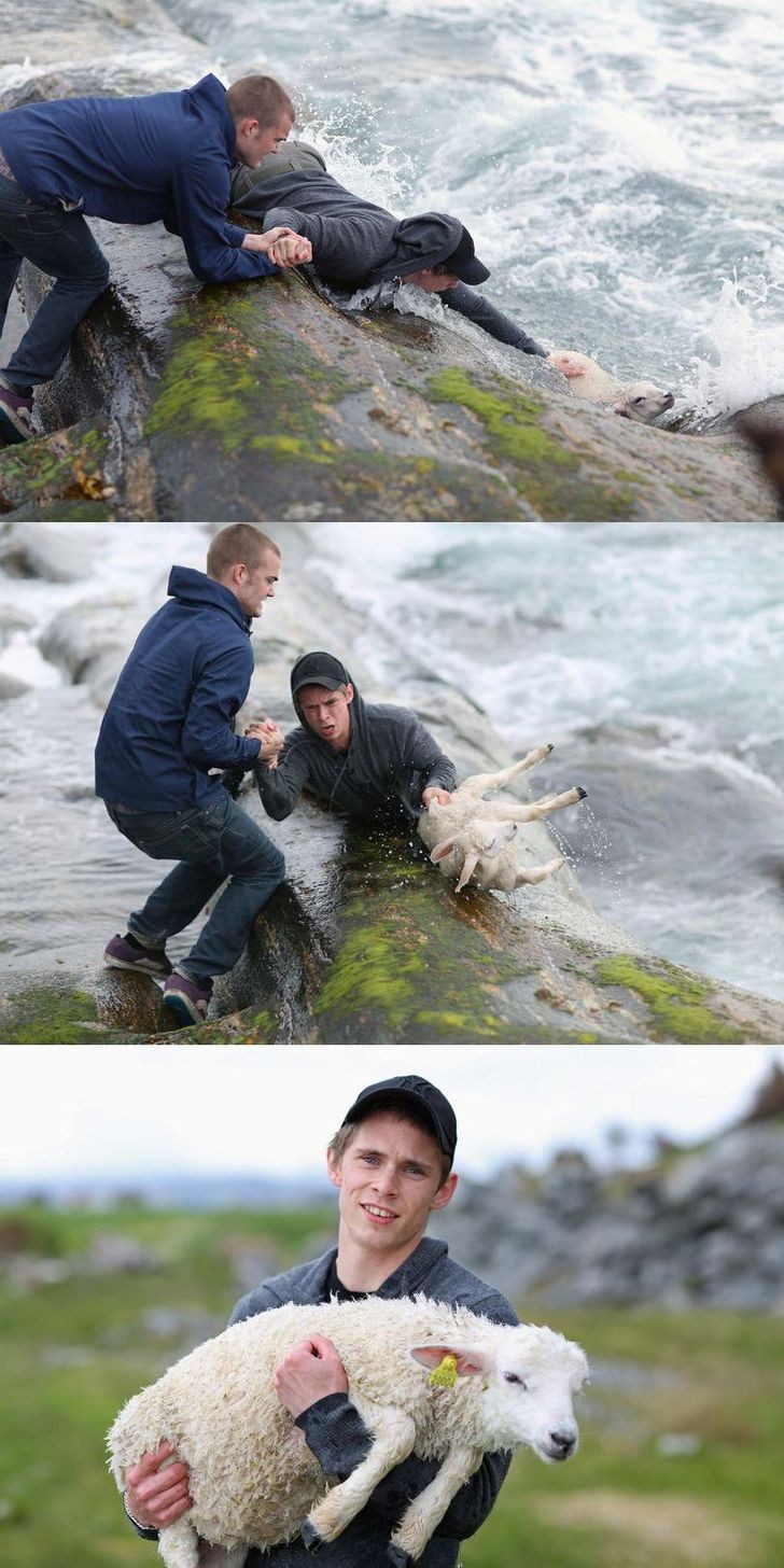 3. Deux garçons norvégiens qui ne pouvaient pas laisser ce mouton se noyer !