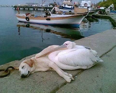 7. This pelican has made friends with a stray dog who roams the harbor area and they meet up every day