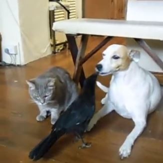 8. Un gatto, un corvo e un cane: si nutrono a vicenda e si divertono più che mai, guardarli insieme è un piacere!