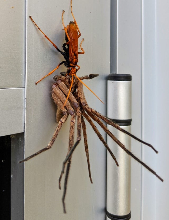In Australien erreicht die Größe einiger Tiere Rekorddimensionen: Dieses Foto wurde von einem Mann aufgenommen, der in seinem Haus ein riesiges Kampfinsekt und eine Spinne fand.