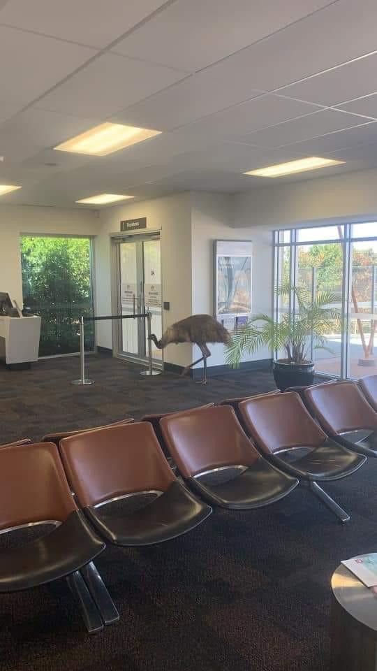 Szenen aus jedem Tag (oder fast jedem Tag): ein Emu platzt in den Warteraum eines kleinen Flughafens.