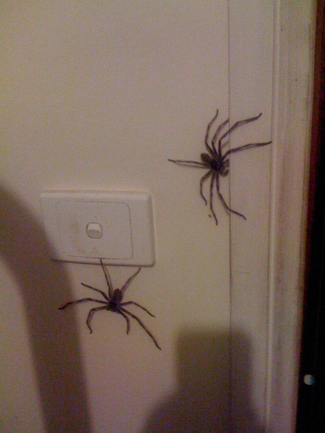 Diese Spinnen schienen nicht darauf zu warten, dass jemand anders den Finger auf den Lichtschalter legte.