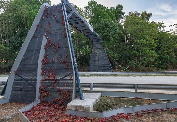 Auf der Weihnachtsinsel in Australien wurde eine Brücke für Krebse gebaut, um zu verhindern, dass sie bei Massenwanderungen von Autos zerquetscht werden.