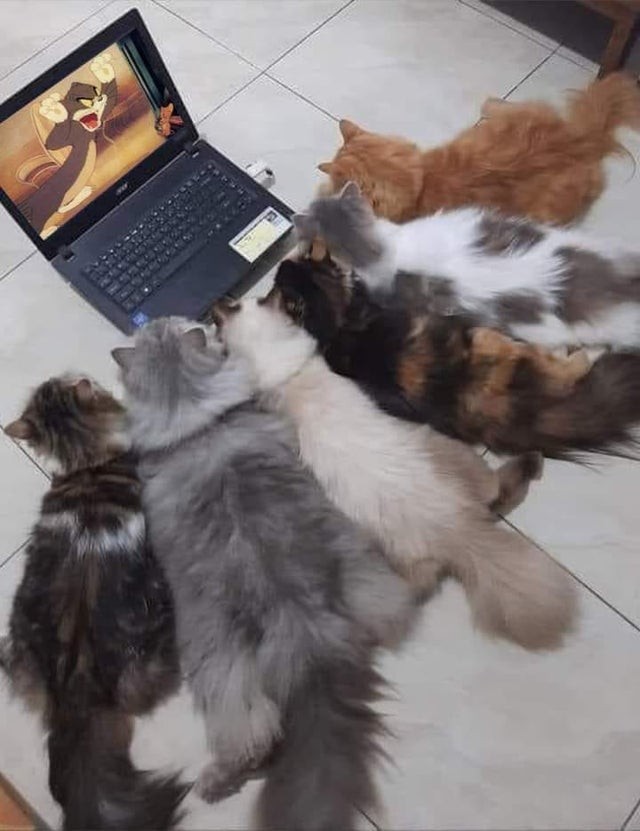 13. When your cats even steal your Netflix account ...