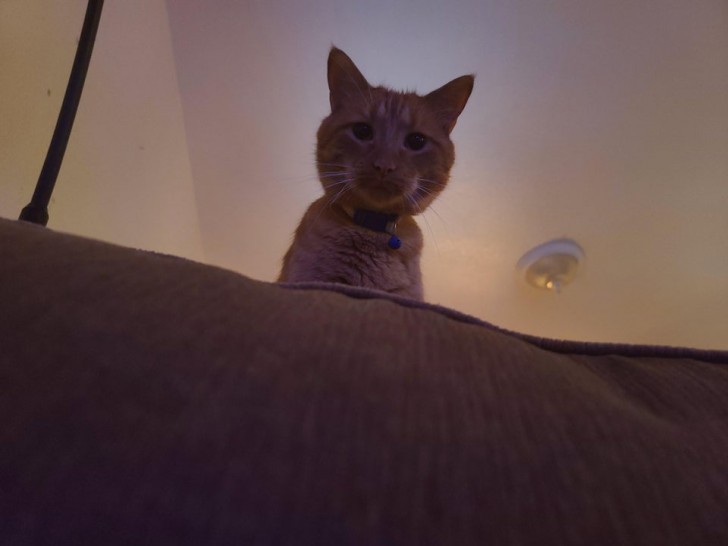 5. "Mi sono addormentato sul divano l'altra sera e quando mi sono risvegliato c'era il mio gatto che mi fissava così.."