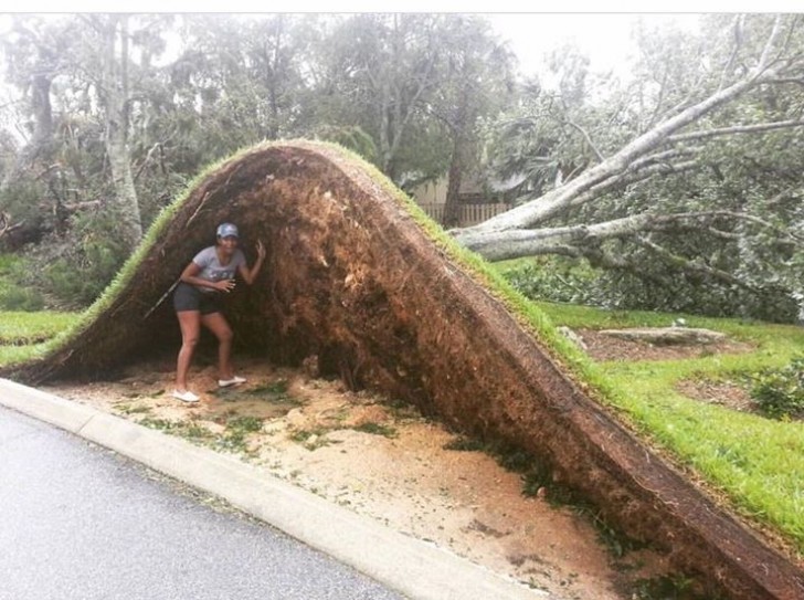 Le passage d'un ouragan a soulevé la pelouse avec un arbre qui était planté
