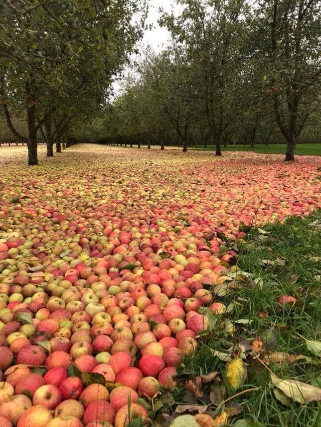 Un uragano in Irlanda ha fatto cadere dagli alberi tutte le mele di questa piantagione.
