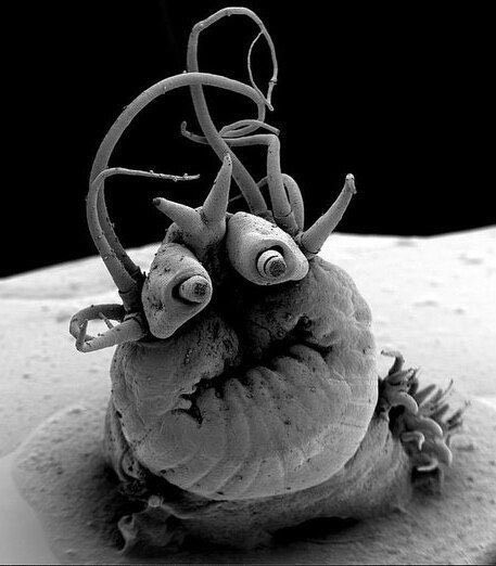 15. Es sieht aus wie eine monströse Kreatur aus der Phantasie irgendeines Schriftstellers... und stattdessen ist es ein Seewurm unter dem Mikroskop!