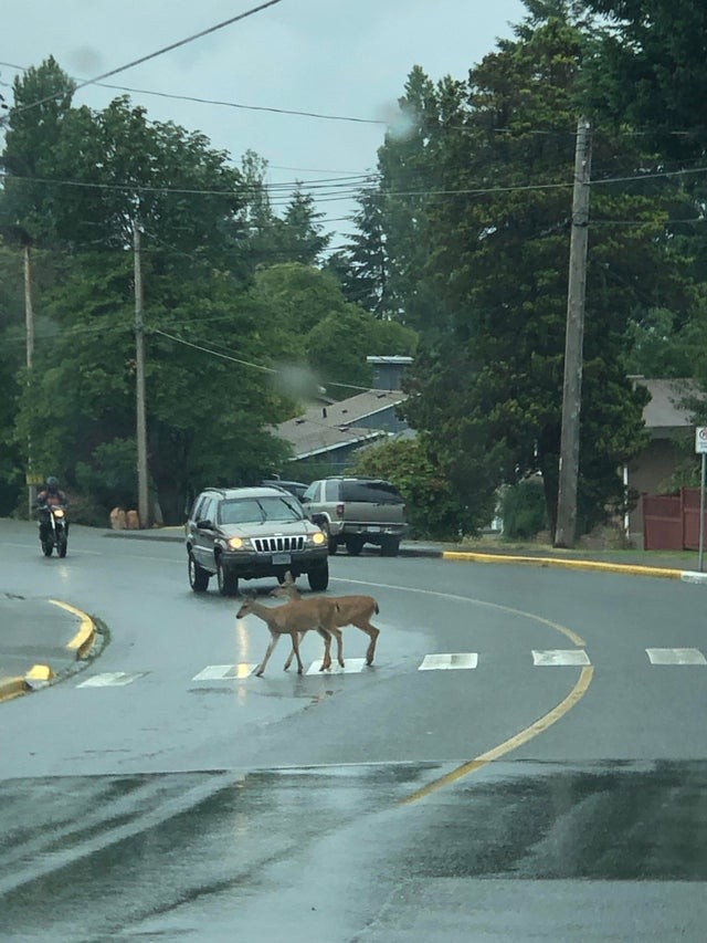 13. Des animaux sauvages traversent la route aux passages pour piétons au Canada...