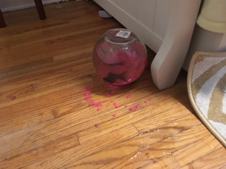 2. Meine Katze hat das Glas mit dem Fisch von einem Möbelstück fallen lassen: So ist es "gelandet".