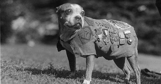 17. Sergeant Stubby: der meistausgezeichnete Hund im Ersten Weltkrieg!