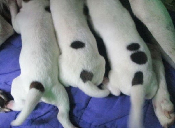 Guardate le macchie di questi teneri cani: una macchia, due macchie, tre macchie!