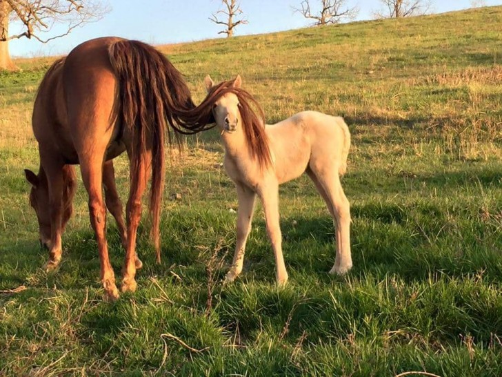 This foal seems to want to grow up too fast!