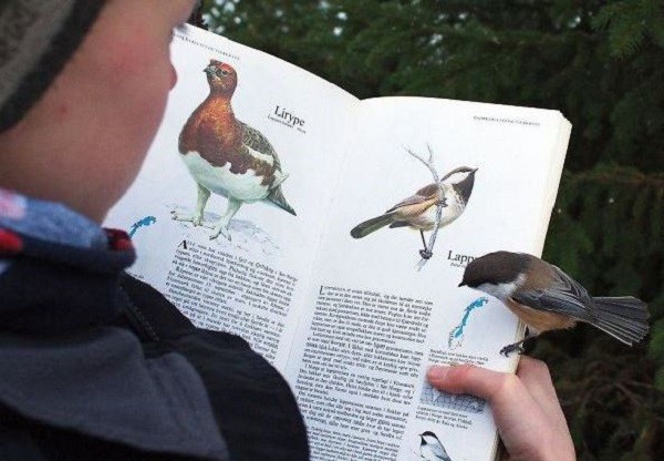Leggere un libro sugli uccelli e...vederne uno dal vivo posarsi sulla pagina!