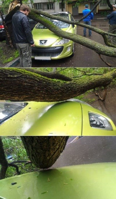 The tree collapsed, but it doesn't seem to have even touched this car!
