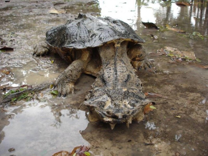 1. La singulière matamata, à mi-chemin entre une tortue alligator et une tortue à long cou