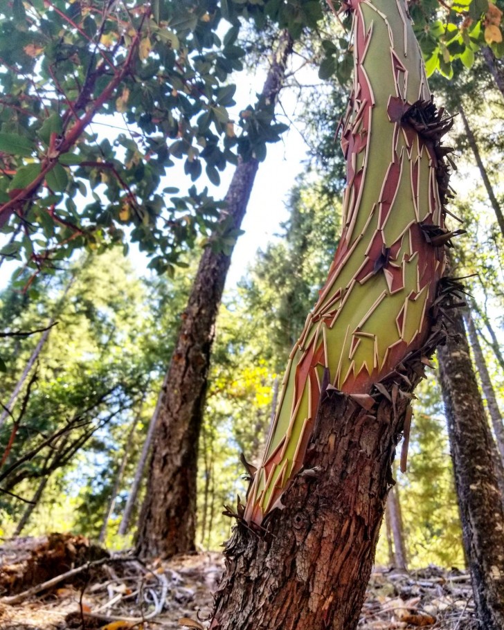 10. Les couleurs et le tronc de cet arbre en Californie : tout simplement spectaculaire !