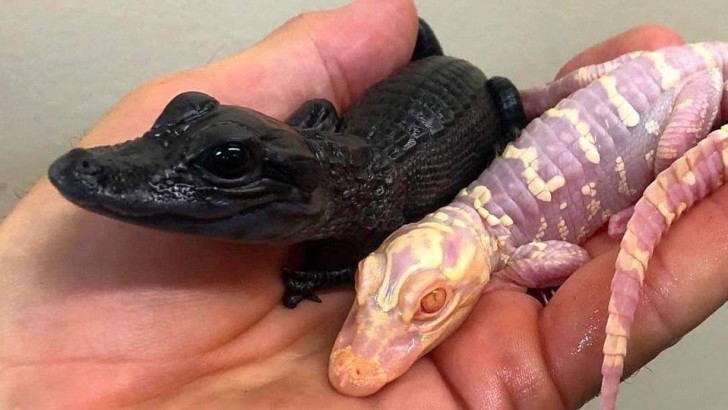 14. Ein schwarzer Alligator neben einem Albino-Exemplar: zwei Gegensätze im Vergleich!