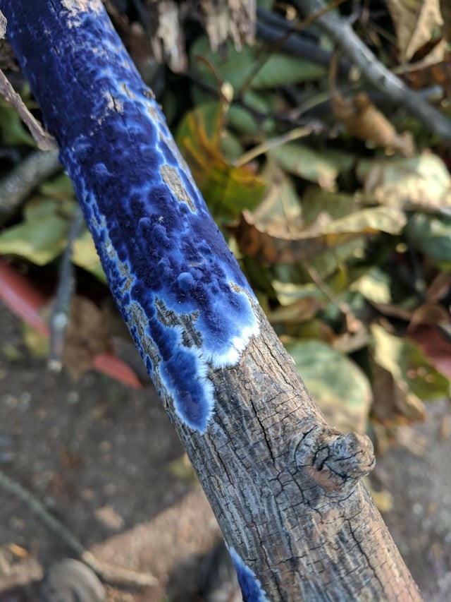 15. Un spectaculaire champignon bleu poussant sur une branche morte