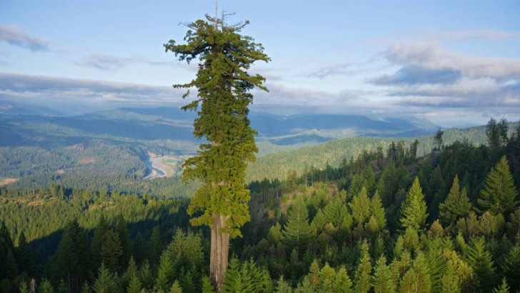 17. Hyperion, le plus grand arbre du monde : un séquoia de 600 ans, haut de 115,6 mètres, dont la position exacte n'a pas été révélée pour éviter qu'il ne soit endommagé