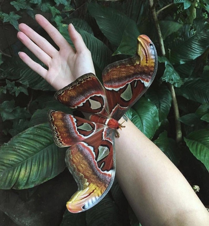 6. Un grand papillon cobra (ou atlas) dans toute sa splendeur