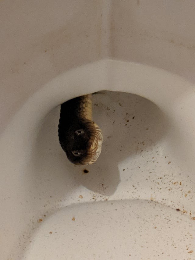 18. "Non so come, ma c'è un serpente che vive nella mia tazza del WC..."