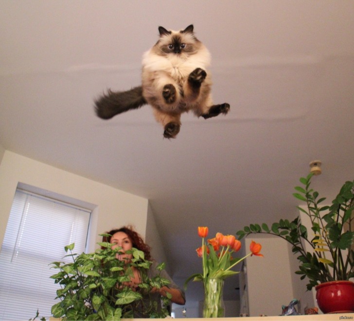 Attenzione al gatto volante!