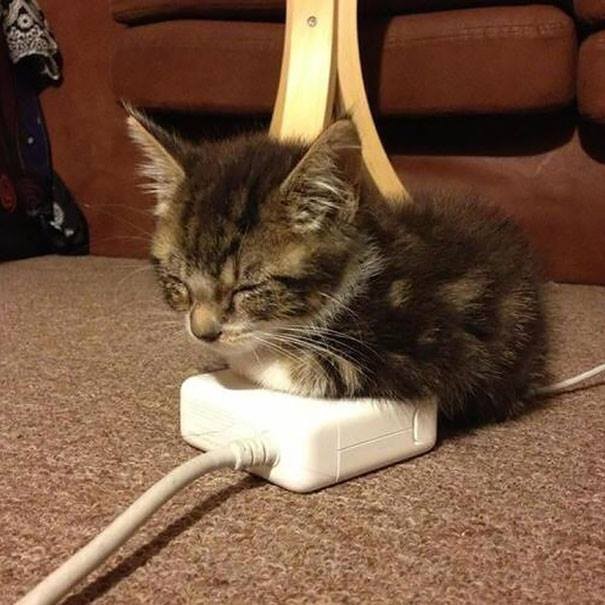 The laptop charger is an excellent heat source for our feline friends!
