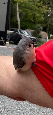 Si, es un pequeño y tierno pájaro carpintero, ¡y se posó en mi brazo!