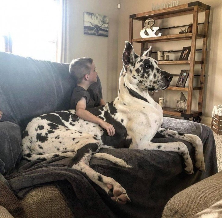 Ok, misschien is deze hond te groot vergeleken met zijn "baasje", maar het lijkt ons dat ze goed bij elkaar passen!