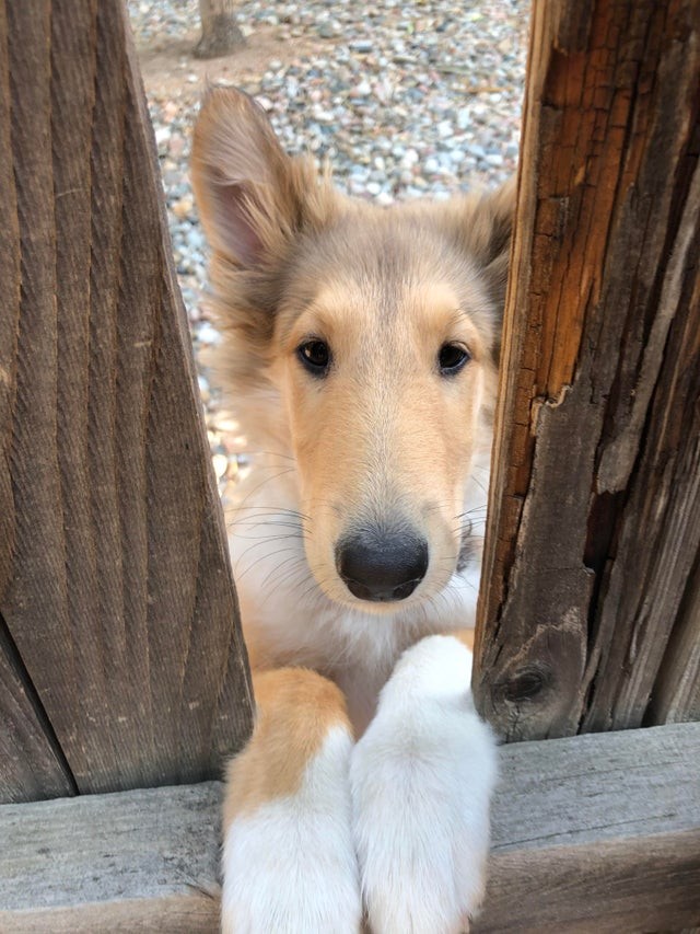 Mon gros chien est tout simplement irrésistible !